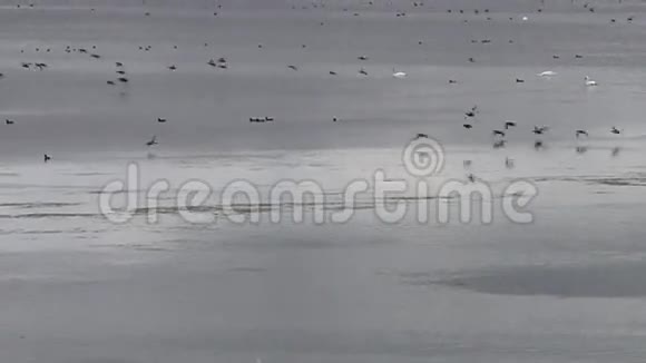 飞水鸟飞过德国诺南塞视频的预览图