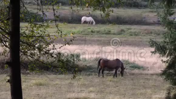 黄昏时分一个乡村牧场有着各种漫游的马视频的预览图