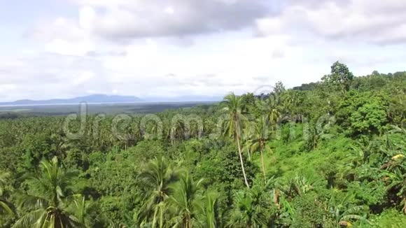 椰子树其中最高的在森林的中间突出空中打击视频的预览图