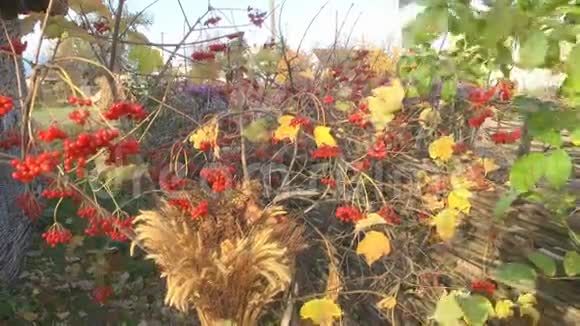 秋天的灌木丛视频的预览图