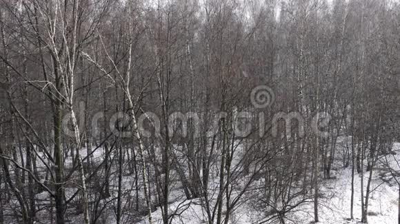 冬天森林里飘落的雪视频的预览图