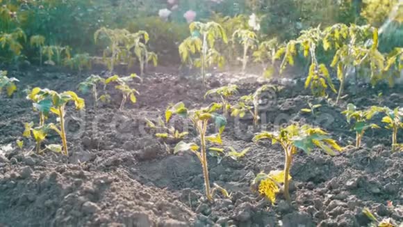 花园里的番茄芽是用软管浇水的不同的水滴落在幼苗上视频的预览图
