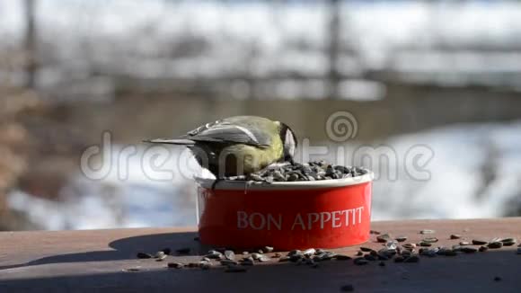 鸟吃碗里的种子视频的预览图