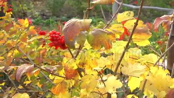 秋天的灌木丛视频的预览图