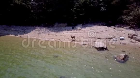 野日本梅花鹿在日本海滩空中4k视野视频的预览图