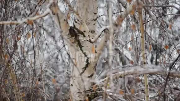雪落在桦树的背景上视频的预览图