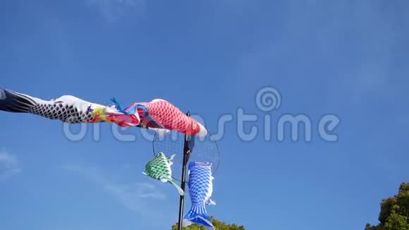 名为锦鲤的鲤鱼形彩带庆祝日本儿童节五月五日视频的预览图