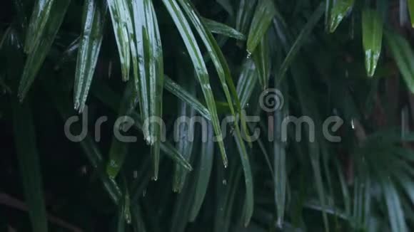 在夏季季风强降雨期间雨水落在绿叶上的细节水滴洗树视频的预览图