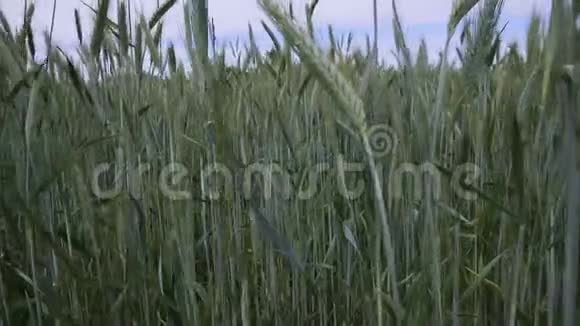 夏风大自然鹤射背景下的绿色麦田浪视频的预览图