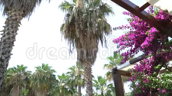 视频高热带棕榈树和美丽的红色花朵在风中视频的预览图