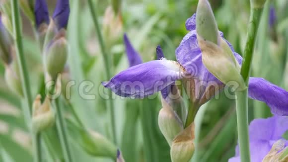 花园里的花坛上有一朵美丽的紫罗兰花视频的预览图