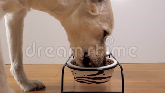 在碗里吃干粮的混合品种狗的特写镜头视频的预览图