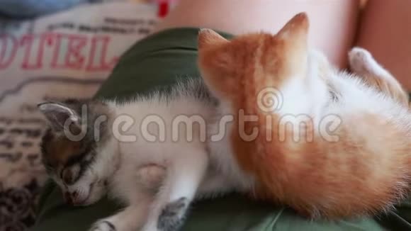小猫躺在女人圈里可爱的小猫颜色是灰红色和白色视频的预览图