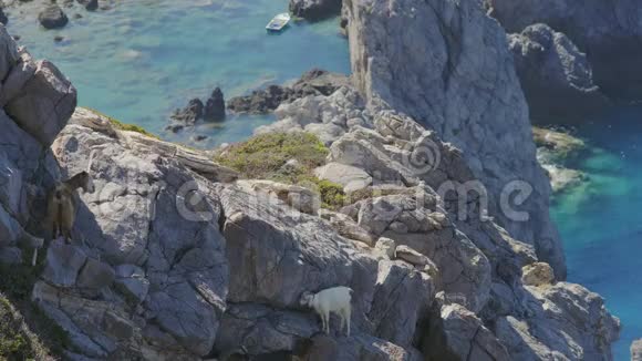野山羊在蓝色泻湖上空的陡峭岩石上视频的预览图