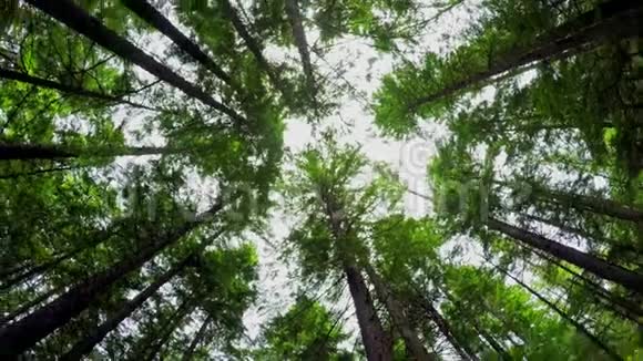 4k森林中树木的低视角视频的预览图