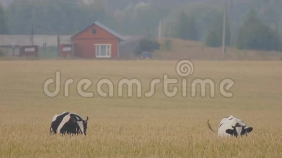 奶牛在麦穗的草地上视频的预览图