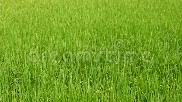 在泰国北部一个夏日的午后阳光下清爽的稻田新鲜的稻树叶视频的预览图