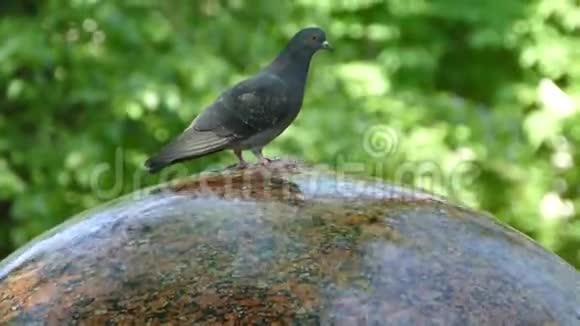 公园里的鸽子飞起来从喷泉里喝水美丽的灰色鸽子视频的预览图