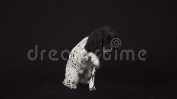 美丽的雌性西班牙猎犬用爪子在黑色背景的股票录像上疯狂地捂住鼻子视频的预览图