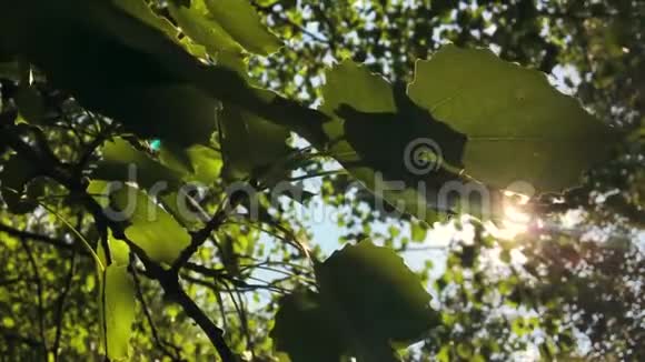 绿色的叶子和夏日的太阳与美丽的镜头闪耀在蓝天上高清慢镜头视频的预览图