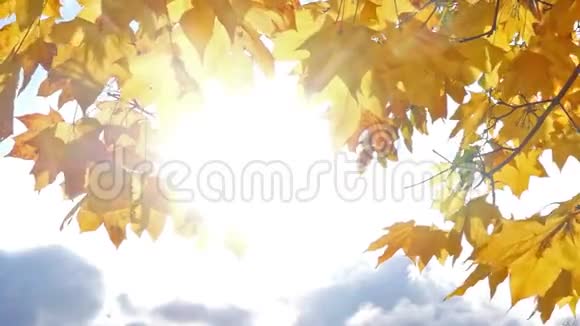 晴朗的天空和枫叶框架视频的预览图