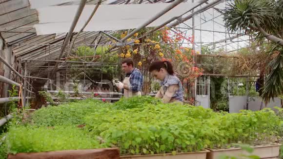 两个专业的园丁正在温室里照顾芽和幼苗双手特写视频的预览图