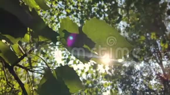 绿色的叶子和夏日的太阳与美丽的镜头闪耀在蓝天上高清慢镜头视频的预览图