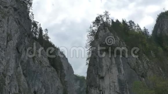悬崖上的森林视频的预览图