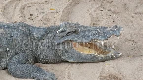 巨大的鳄鱼躺在沙滩上视频的预览图