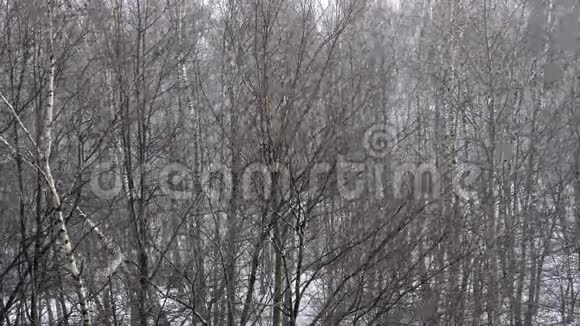 冬天森林里飘落的雪视频的预览图