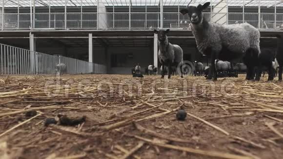 在现代灰色动物农场里用栅栏围漫游的绵羊和羔羊视频的预览图