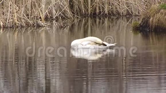 单只天鹅在湿地水面游泳视频的预览图