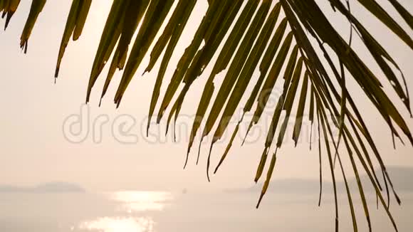 热带天堂海滩上的椰子棕榈叶对抗明亮的早晨太阳暑假旅游假期概念视频的预览图