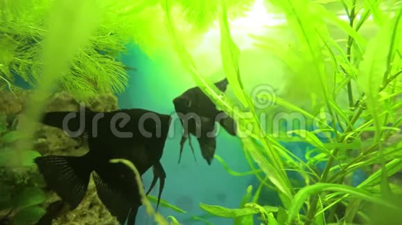 金鱼藻中的角藻黑白色视频的预览图