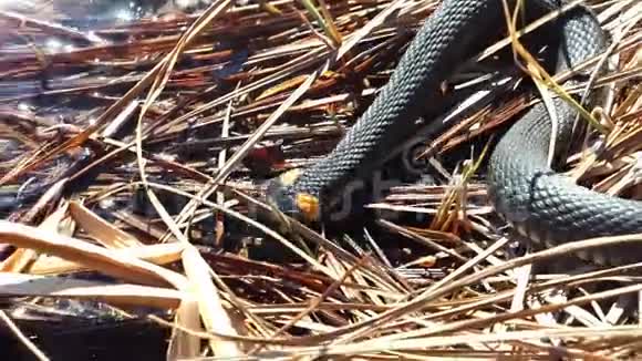 草蛇在野外视频的预览图