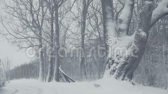 冬季树木结构落雪的风景视频的预览图