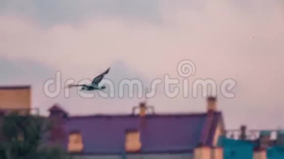 海鸥飞过水面视频的预览图