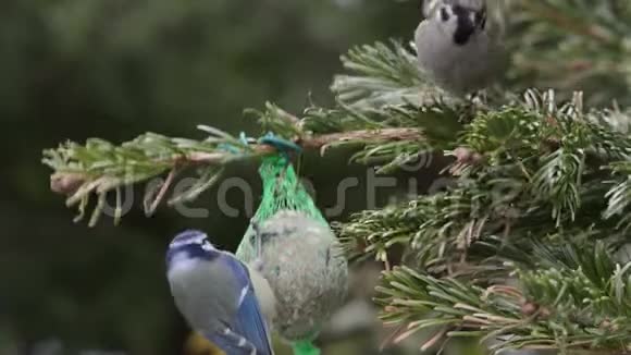 蓝雀和雄屋麻雀在鸟肥球上寻找种子视频的预览图