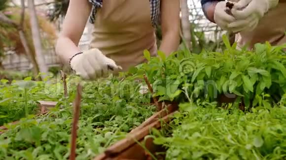 两个专业的园丁正在温室里照顾芽和幼苗双手特写视频的预览图