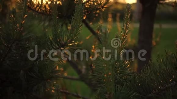 太阳光线穿过松树日落或日出时的夏林视频的预览图