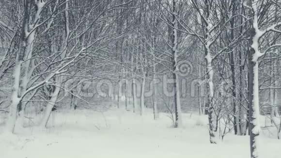 冬季树木结构落雪的风景视频的预览图