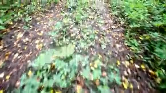 初秋在路上奔跑视频的预览图