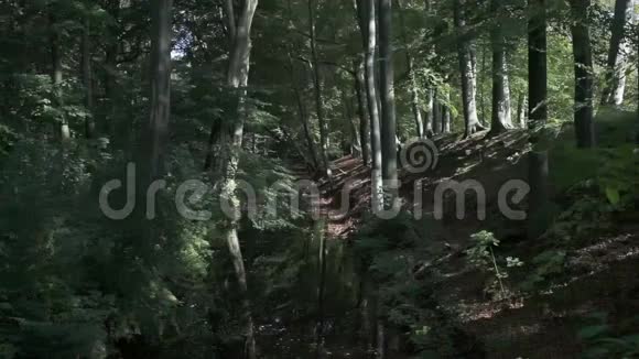 阳光明媚的秋林视频的预览图
