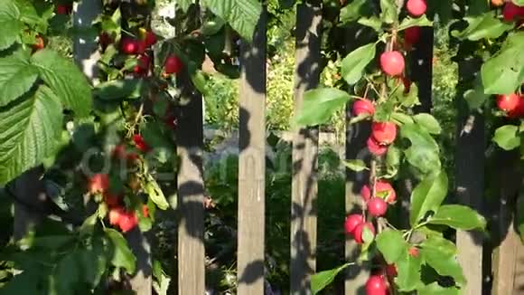 许多小红苹果在树枝上贴着旧木栅栏视频的预览图