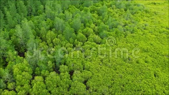 雷昂省一片广袤的绿树丛中鸟瞰视频的预览图