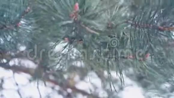 杉树枝户外美丽的松树枝视频的预览图