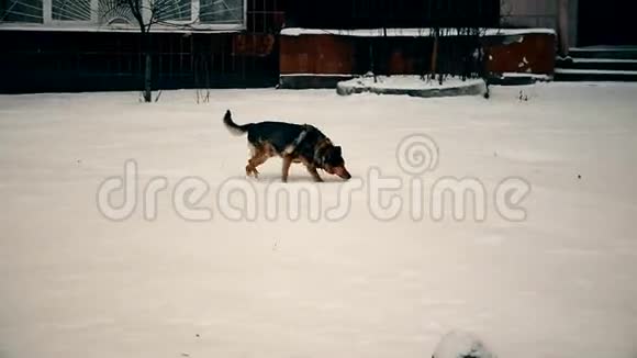 狗在雪地上行走然后坐下来视频的预览图