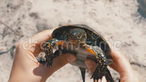 沙滩背景下女性手中的小河龟视频的预览图