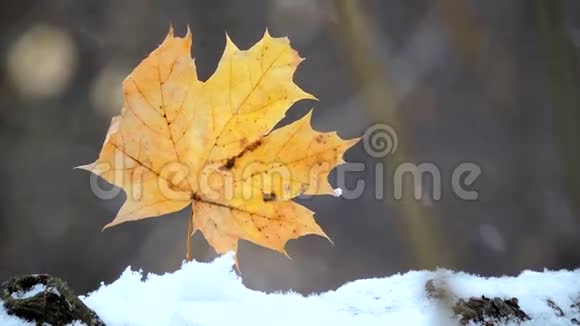 迷人的自然场景枫叶在大雪中特写风视频的预览图