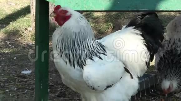 强壮的公鸡视频的预览图